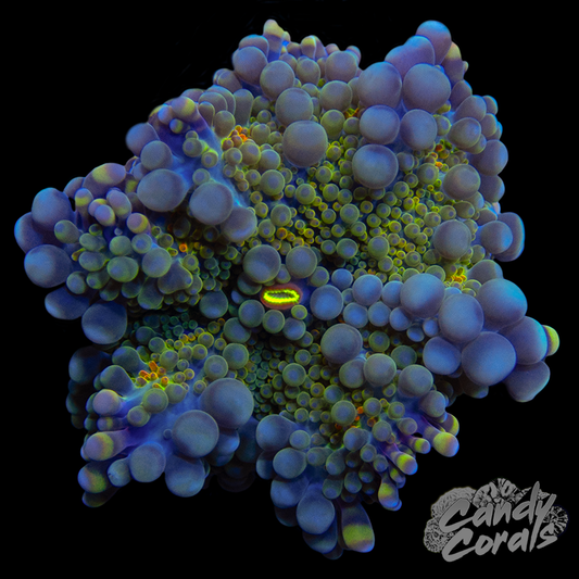 Rainbow Yuma Mushroom WYSIWYG 65