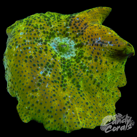 Ultra Rainbow Jawbreaker Mushroom WYSIWYG 41