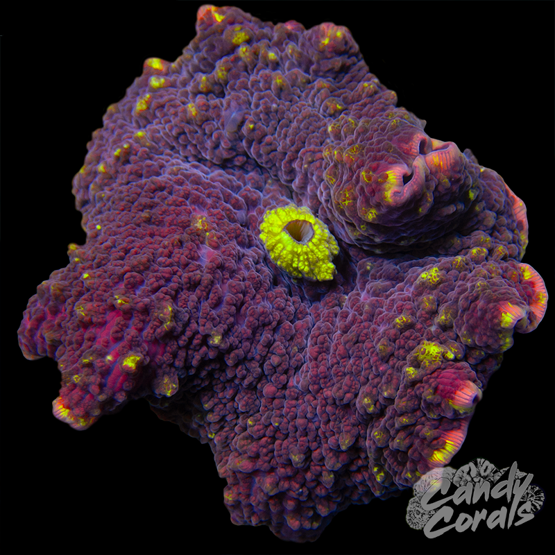 Red and Yellow Indo Jawbreaker Mushroom WYSIWYG 6
