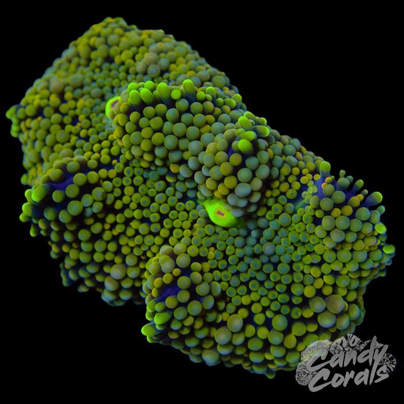 Rainbow Florida Ricordia Mushroom WYSIWYG 17
