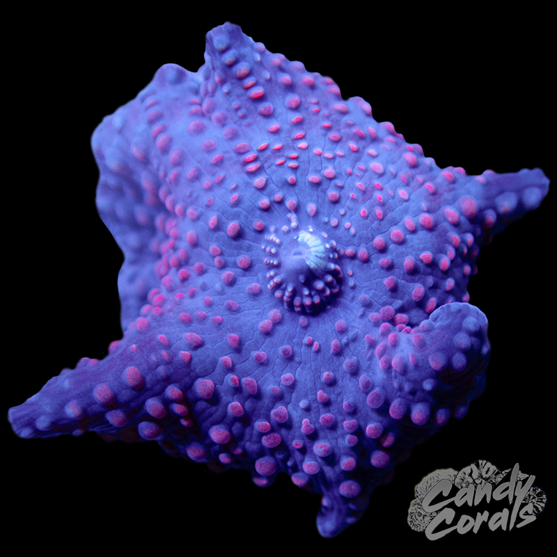 Red Spotted Discosoma Mushroom Per Polyp D13