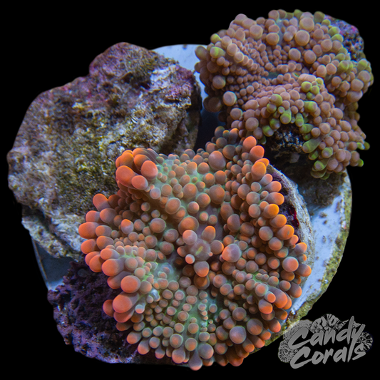 Ultra Yuma Mushroom Plate WYSIWYG 5