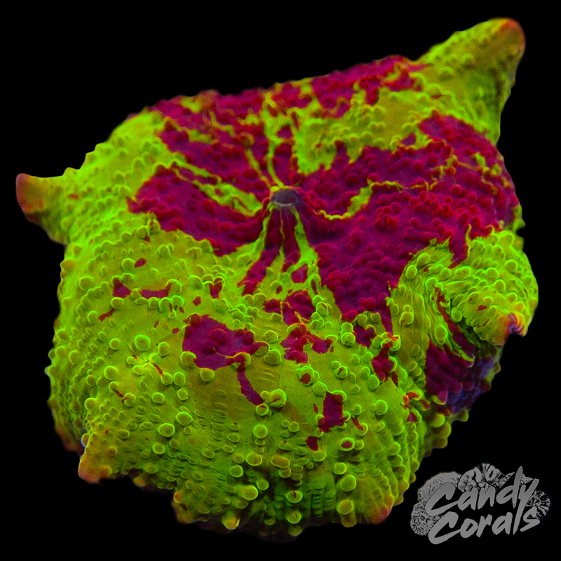 Jawbreaker Mushroom WYSIWYG 5