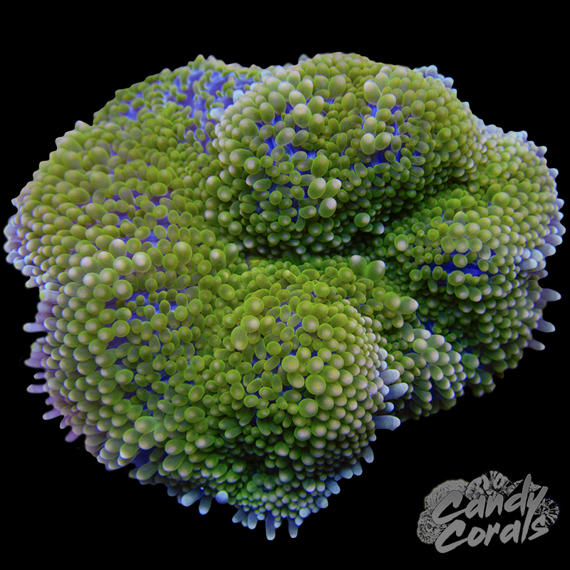 Rainbow Florida Ricordia Mushroom WYSIWYG 29