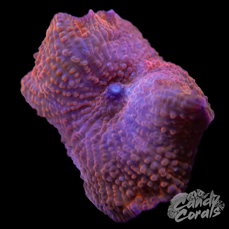 Terracotta Discosoma Mushroom