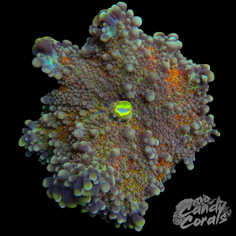 Rainbow Yuma Mushroom WYSIWYG 43