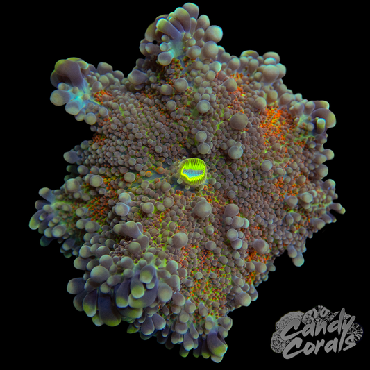 Rainbow Yuma Mushroom WYSIWYG 43