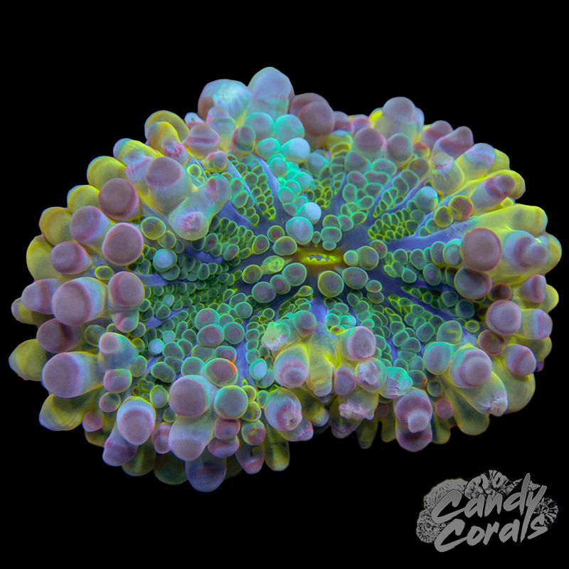 Yellow Yuma Mushroom WYSIWYG 42
