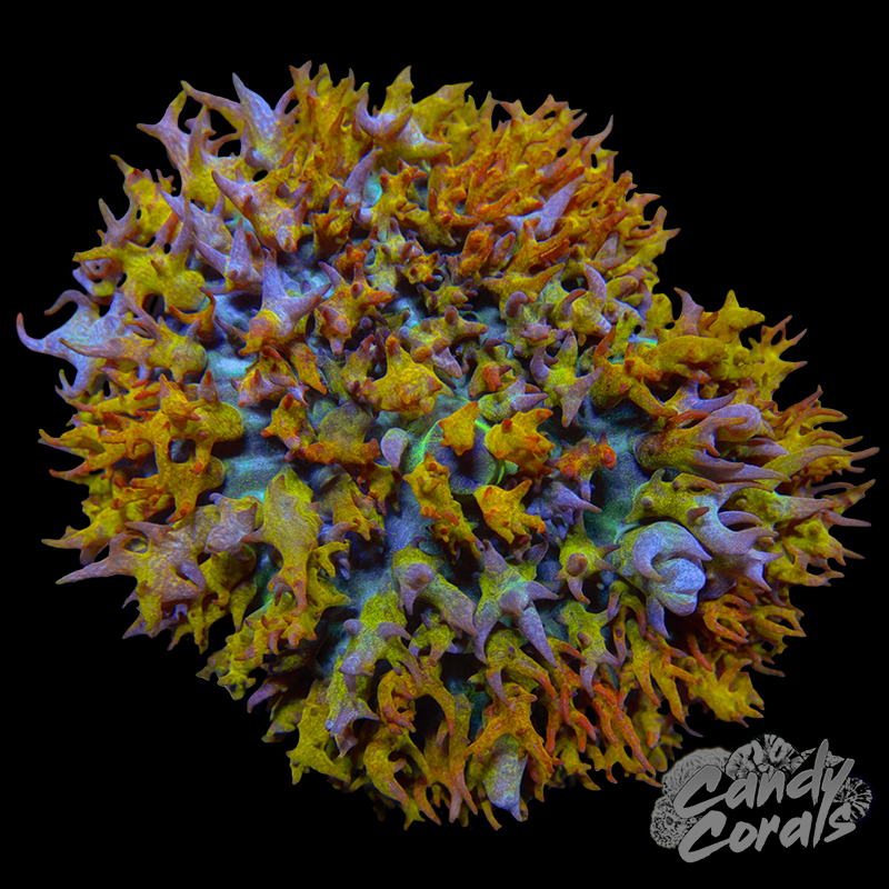 Ultra St. Thomas Mushroom WYSIWYG 5