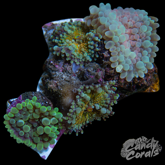 Ultra Yuma Mushroom Plate WYSIWYG 6