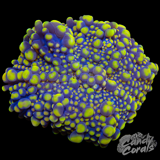 Ultra Yuma Mushroom WYSIWYG 91