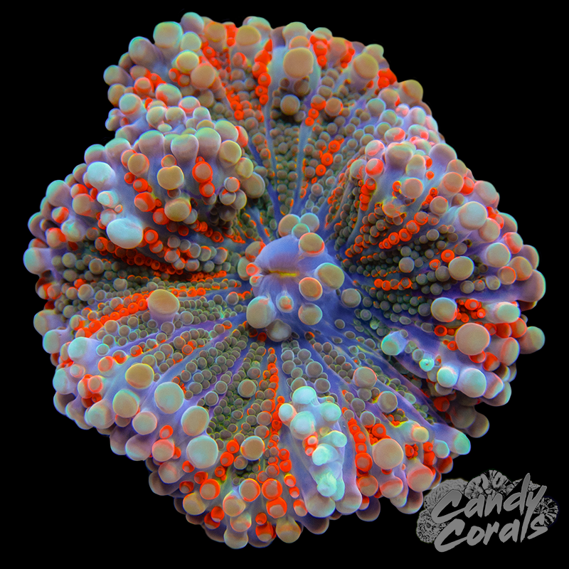 Rainbow Yuma Mushroom WYSIWYG 43