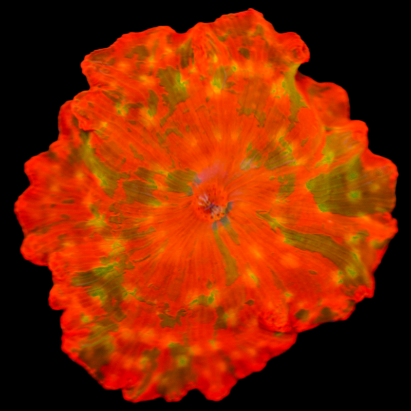 Yellow Spotted RARE Jawbreaker Mushroom  WYSIWYG 2