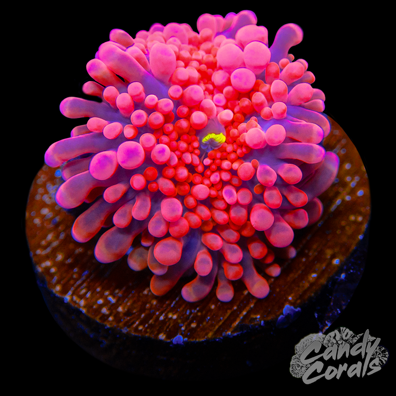 Mini Bright Pink Yuma Mushroom WYSIWYG 78