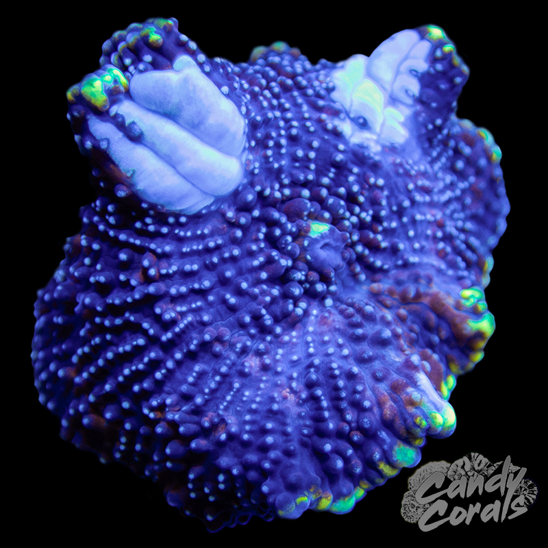 Starry Night Discosoma Mushroom Per Polyp D14