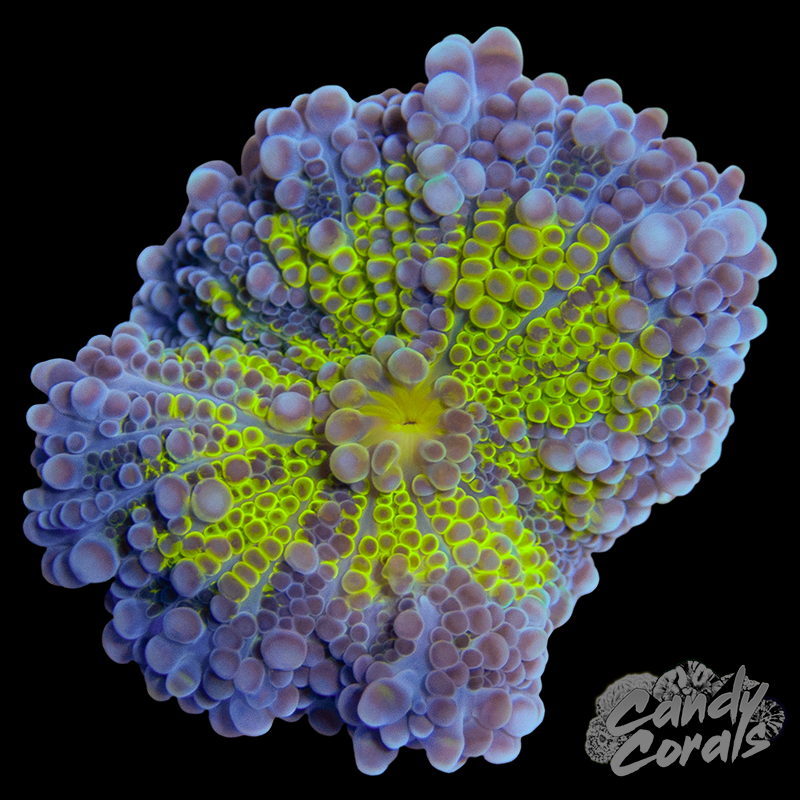 Purple and Yellow Yuma Mushroom WYSIWYG 11