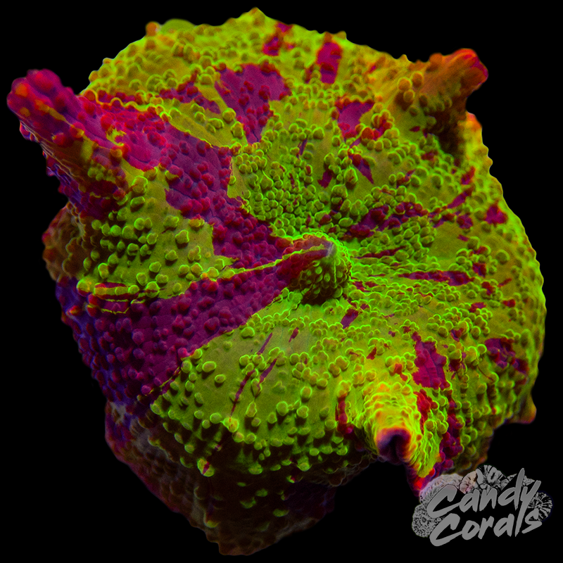 Jawbreaker Mushroom WYSIWYG 6