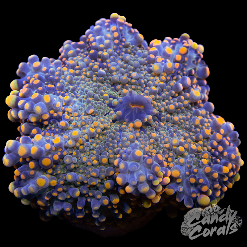 Orange Yuma Ultra Mushroom WYSIWYG 1