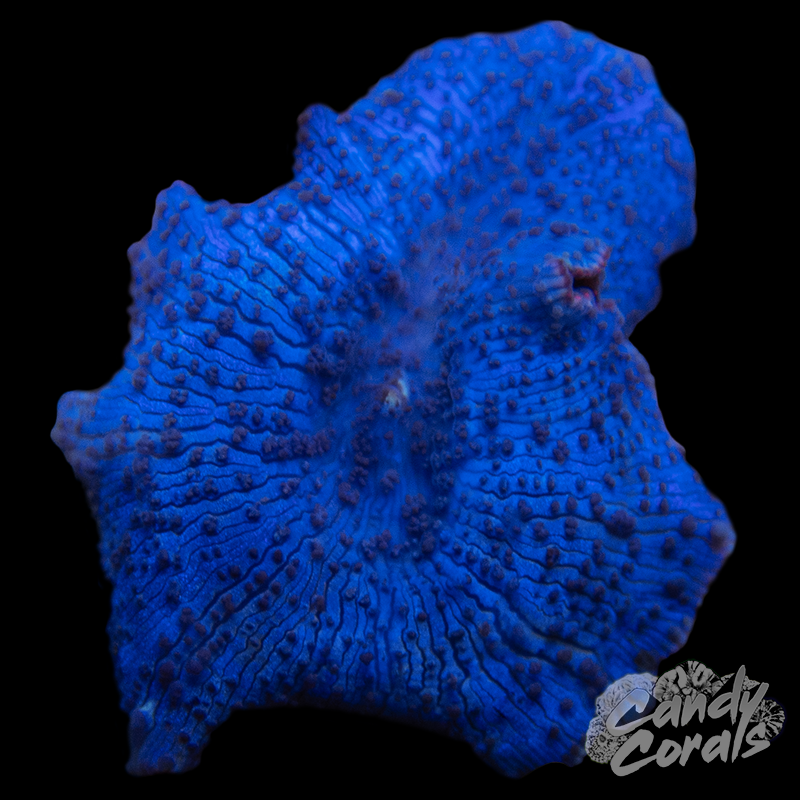 Blue Discosoma Mushroom