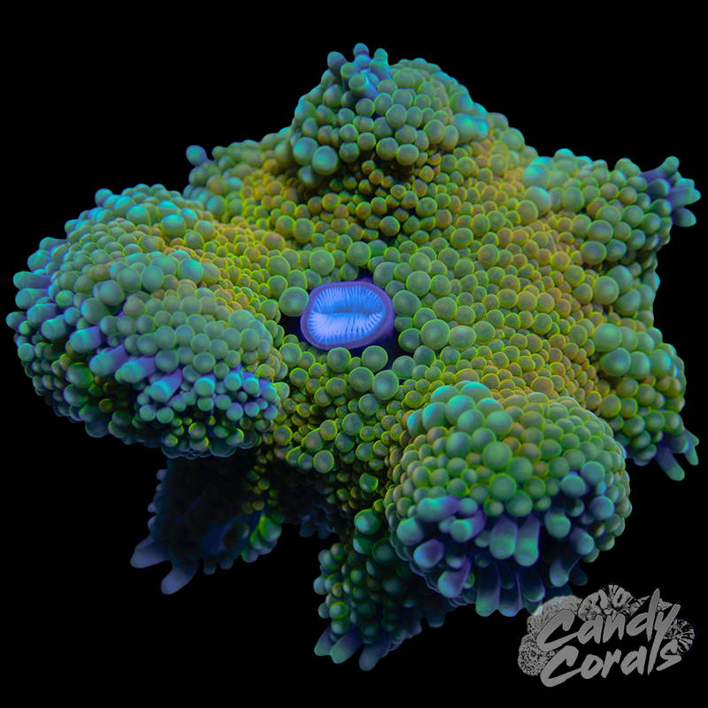 Rainbow Florida Ricordia Mushroom WYSIWYG 24