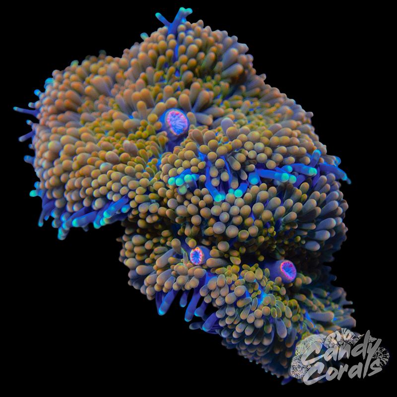 Jack-O-Lantern Lepto Frag B38 – Candy Corals