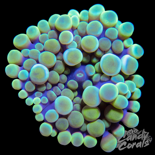 Rainbow Yuma Mushroom WYSIWYG 25