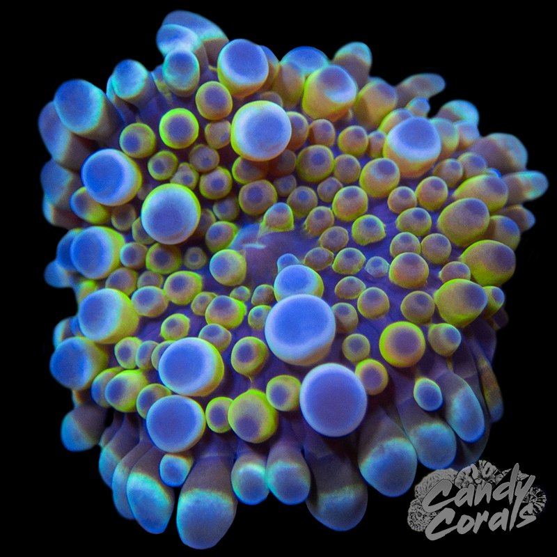 Ultra Yuma Mushroom WYSIWYG 92