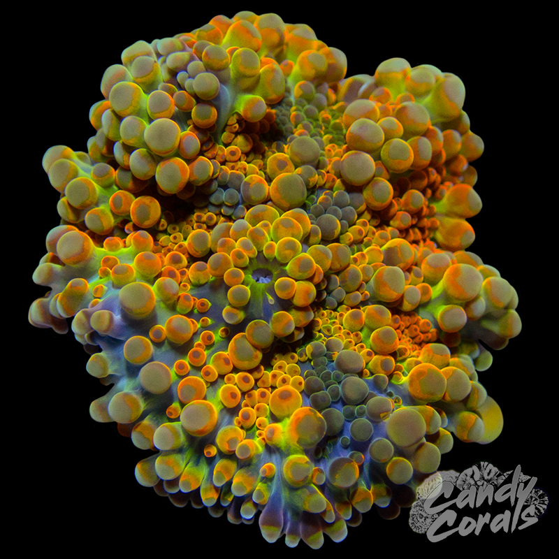 Orange Yuma Mushroom WYSIWYG 12