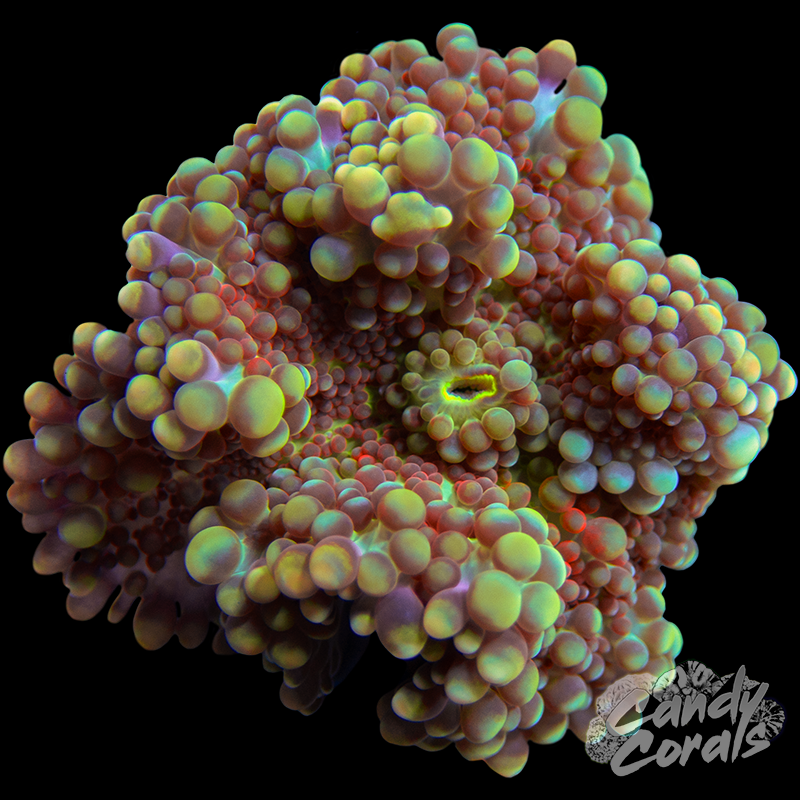 Midnight Hour Yuma Mushroom