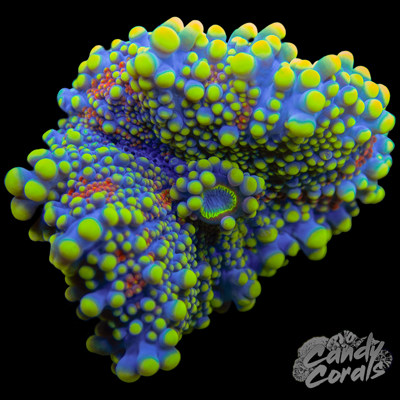 Ultra Yuma Mushroom WYSIWYG 79