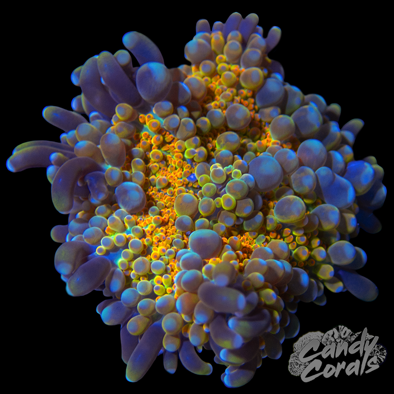 Jack-O-Lantern Lepto Frag B38 – Candy Corals