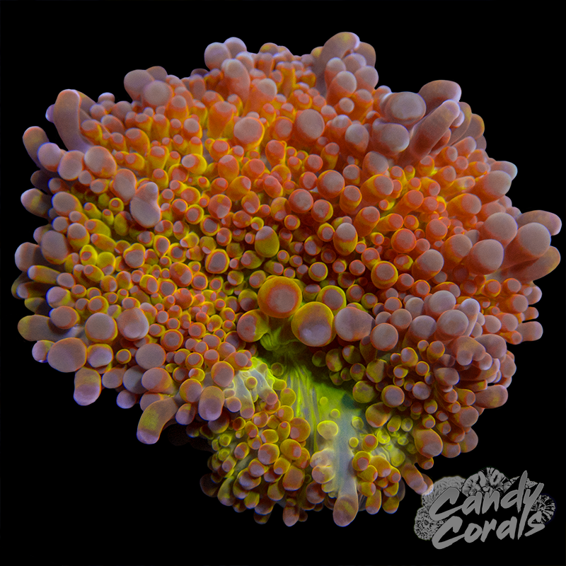 Rainbow Yuma Mushroom WYSIWYG 29