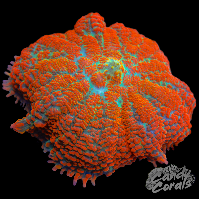 Green Base Orange Rhodactis Mushroom D10
