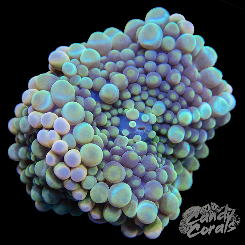 Bubble Gum Yuma Mushroom Duo WYSIWYG 22
