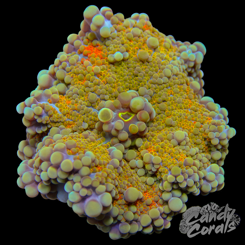 Assorted Light Blue & Orange Yuma Mushroom