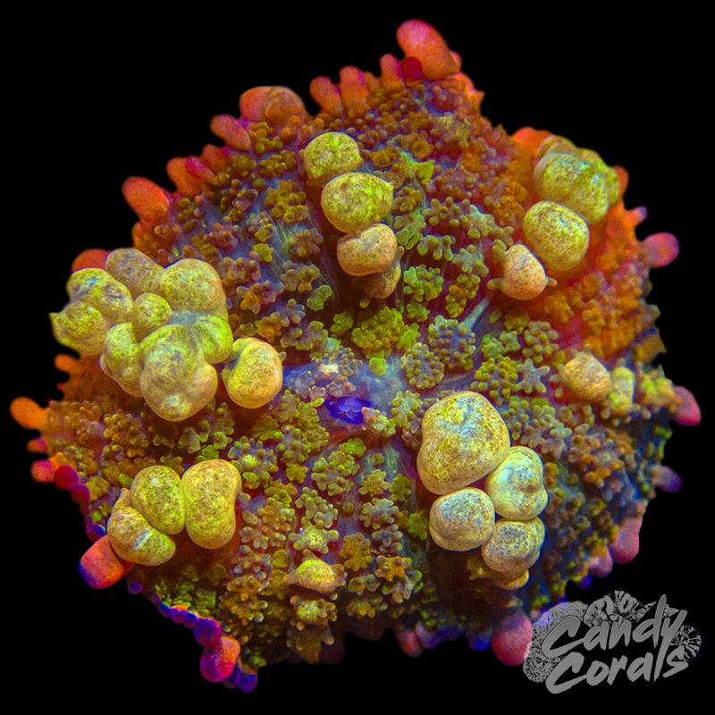 Rainbow Bounce Mushroom
