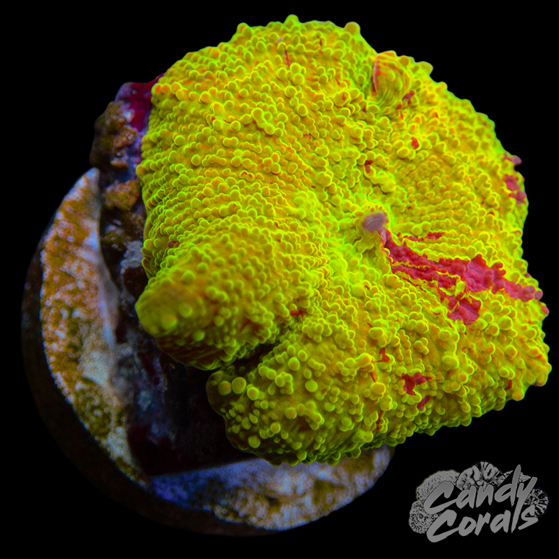 Assorted Jawbreaker Mushroom