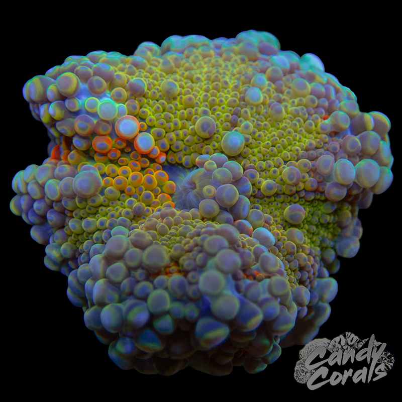 Ultra Yuma Mushroom WYSIWYG 80