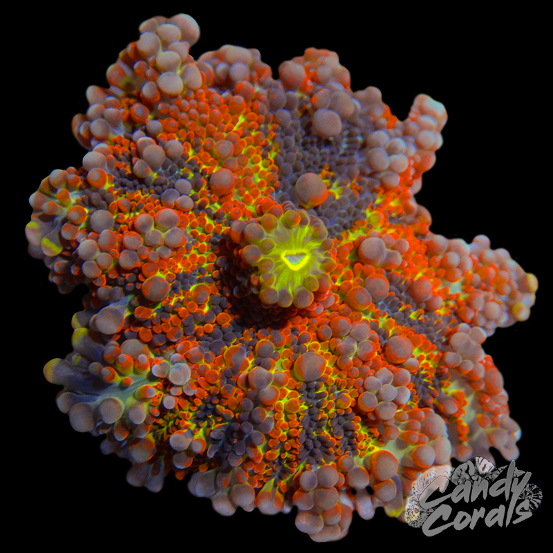 Rainbow Yuma Mushroom WYSIWYG 45