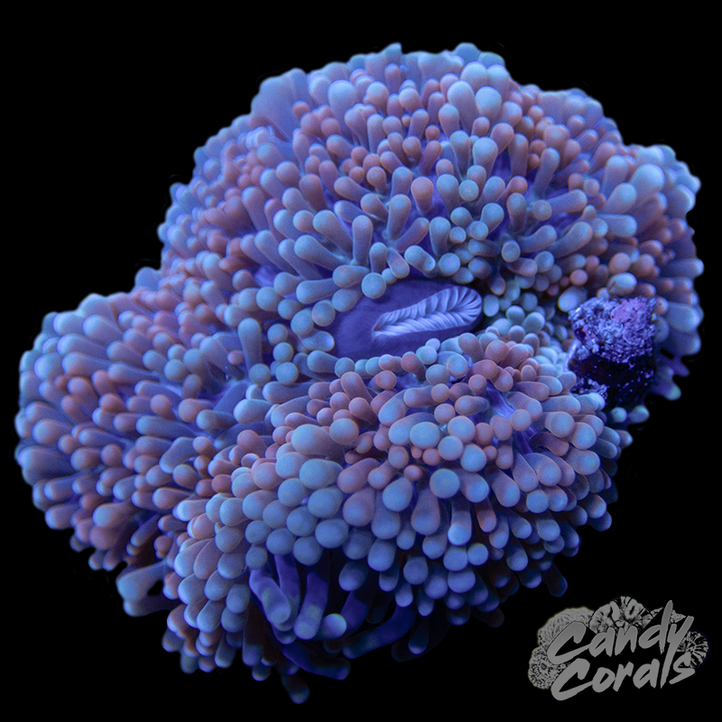 AquaIllumination AI Prime 16HD LED Light Fixture – Candy Corals