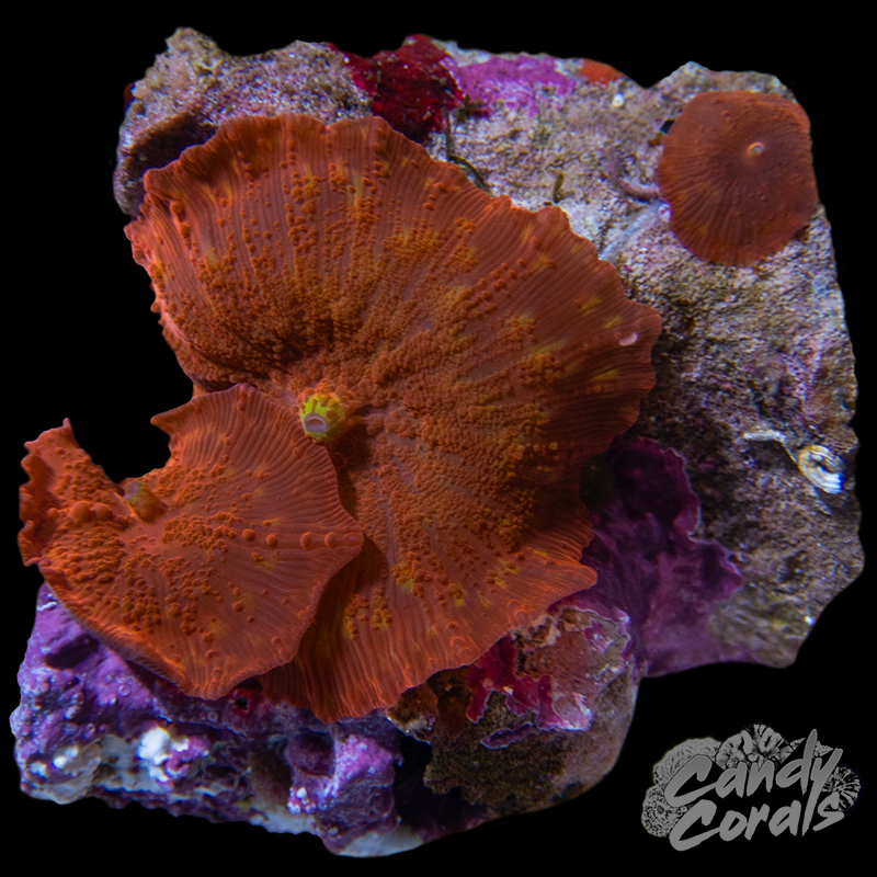 Ultra Rainbow Jawbreaker Mushroom WYSIWYG 42