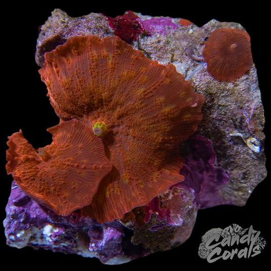 Ultra Rainbow Jawbreaker Mushroom WYSIWYG 42