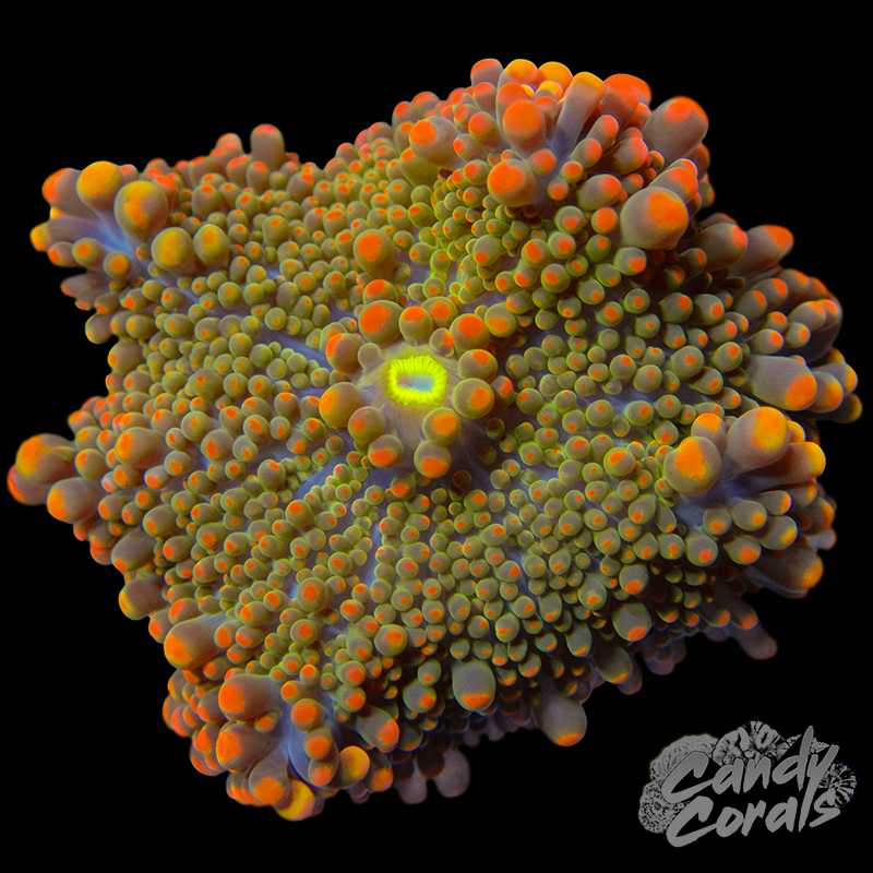 Orange Yuma Mushroom WYSIWYG 46