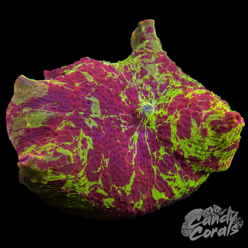 Ultra Rainbow Jawbreaker Mushroom WYSIWYG 28