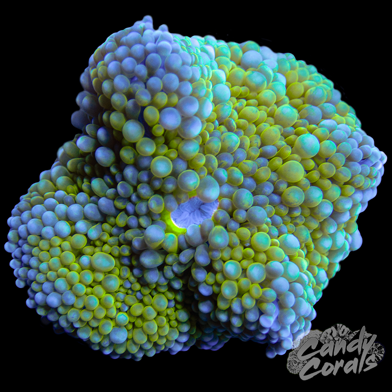 Rainbow Florida Ricordia Mushroom WYSIWYG 33