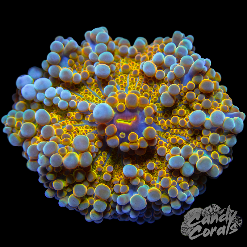 Assorted Light Blue & Orange Yuma Mushroom