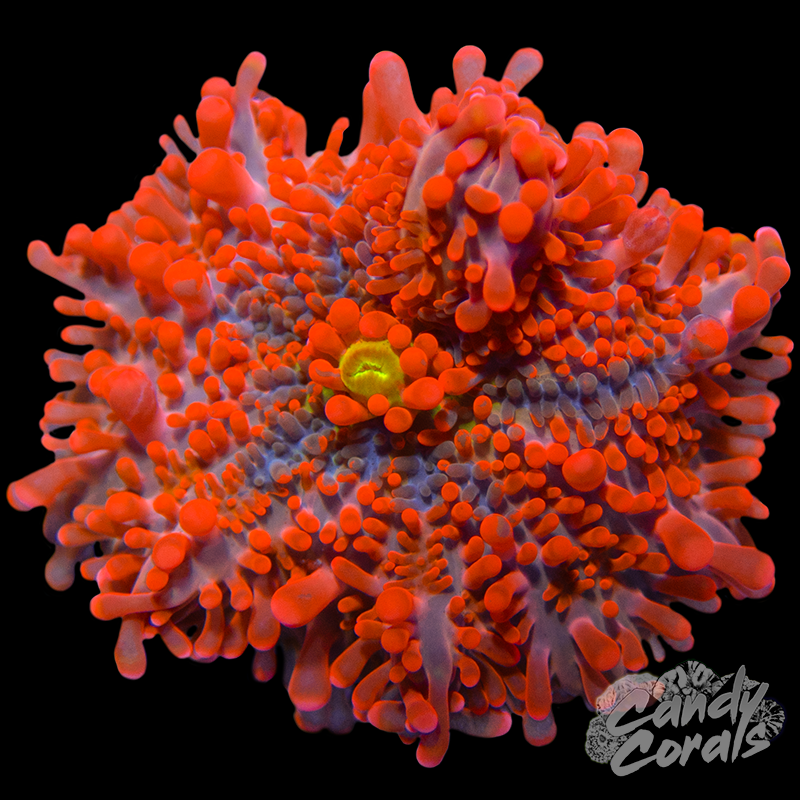 Bright Orange Yuma Mushroom WYSIWYG 47