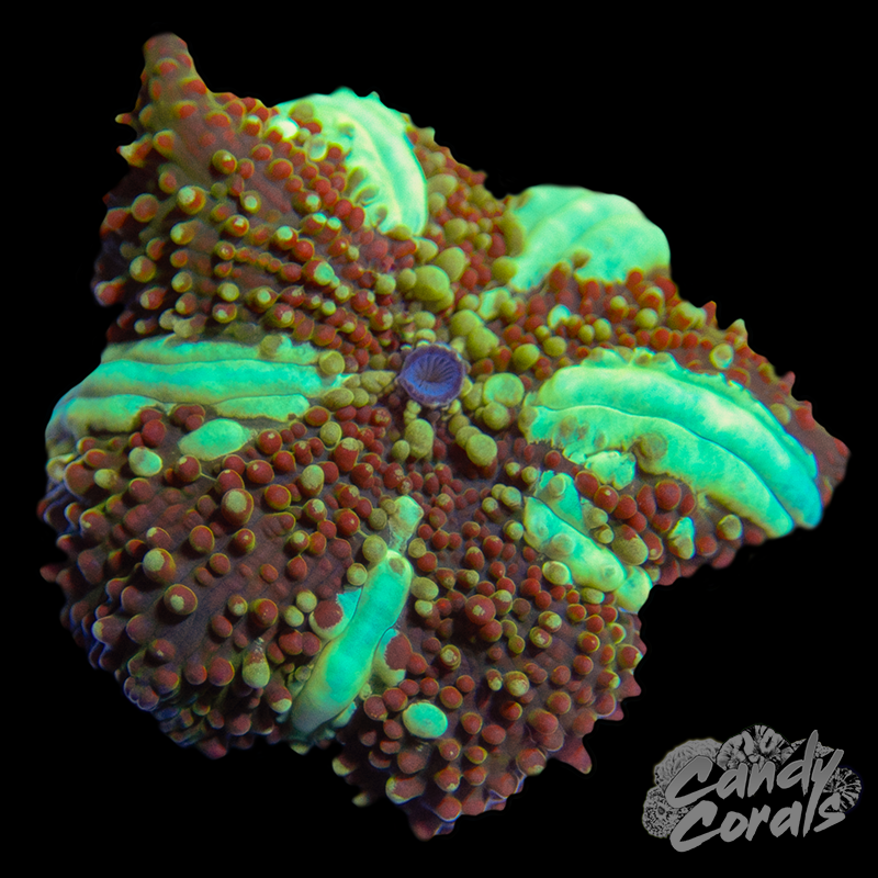 Sundown Discosoma Mushroom Per Polyp D8