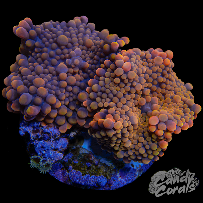 Yuma Mushroom Plate WYSIWYG 83