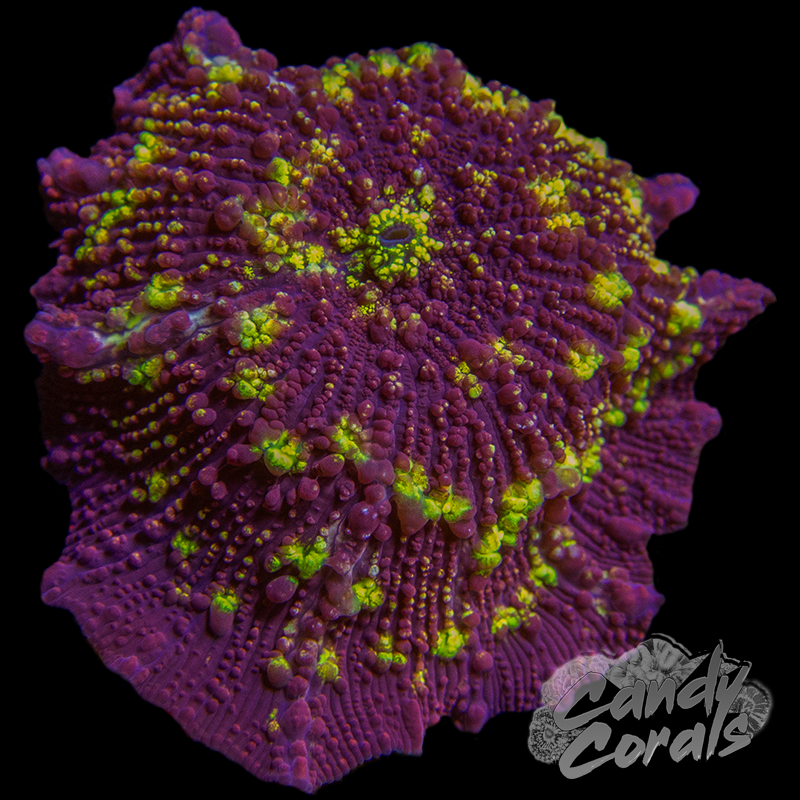 Ultra Red Polka Dot Jawbreaker Mushroom Per Polyp